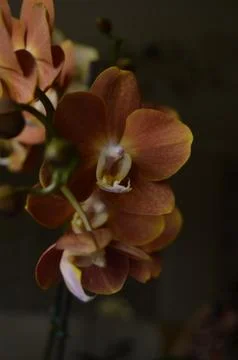 Orchids on the window Stock Photos