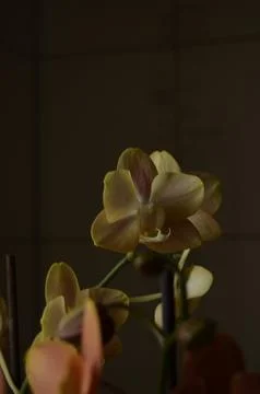 Orchids on the window Stock Photos