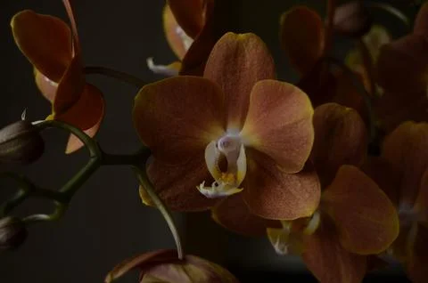 Orchids on the window Stock Photos