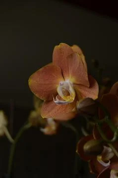 Orchids on the window Stock Photos