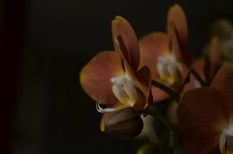 Orchids on the window Foto stock