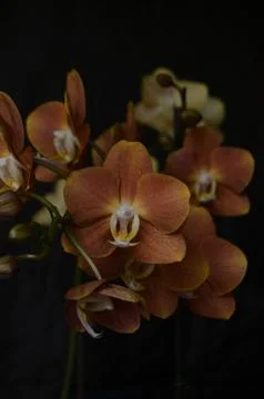 Orchids on the window Stock Photos