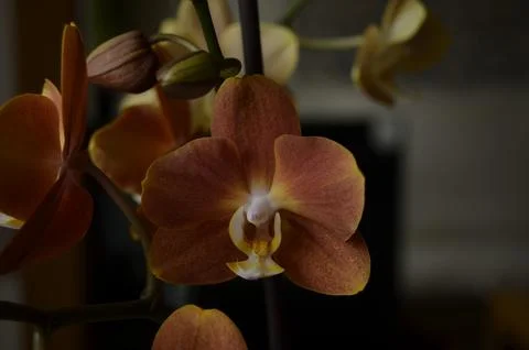 Orchids on the window Stock Photos