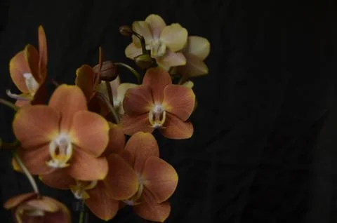 Orchids on the window Stock Photos