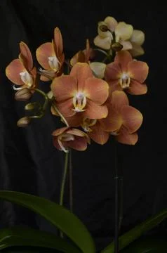 Orchids on the window Stock Photos