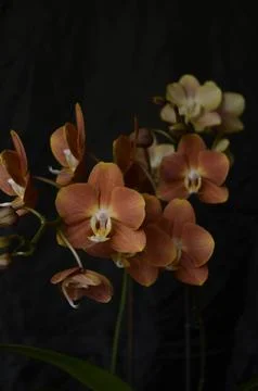 Orchids on the window Stock Photos