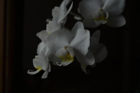 Orchids on the window Stock Photos