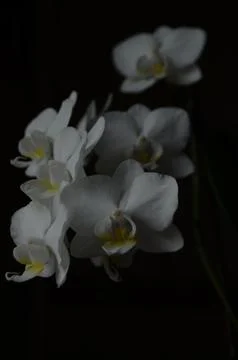 Orchids on the window Stock Photos