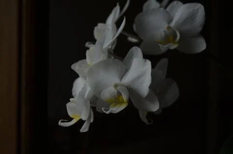 Orchids on the window Stock Photos