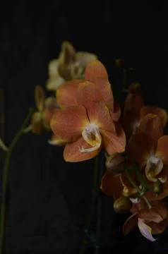 Orchids on the window Foto stock