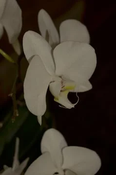Orchids on the window Foto stock
