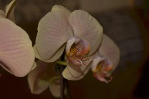 Orchids on the window Stock Photos