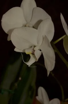 Orchids on the window Foto stock