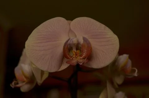 Orchids on the window Foto stock