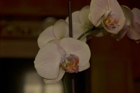 Orchids on the window Stock Photos