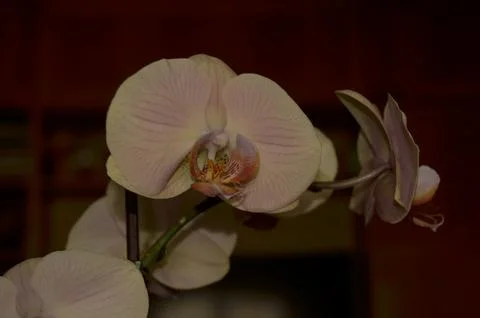 Orchids on the window Stock Photos