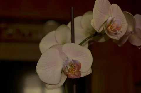 Orchids on the window Stock Photos