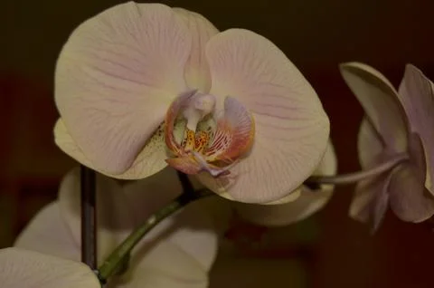 Orchids on the window Stock Photos