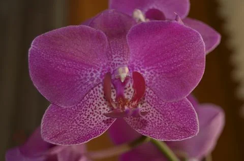 Orchids on the window Stock Photos