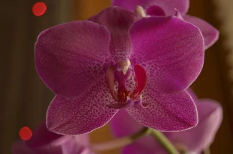 Orchids on the window Stock Photos
