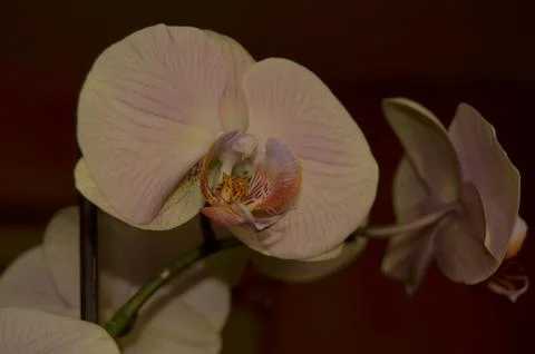 Orchids on the window Stock Photos