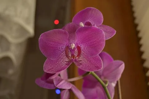 Orchids on the window Foto stock