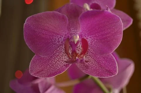 Orchids on the window Stock Photos