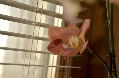 Orchids on the window Stock Photos