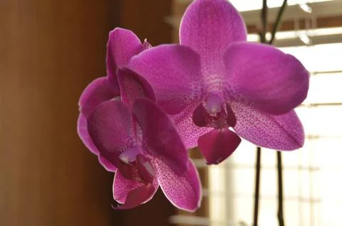 Orchids on the window Stock Photos