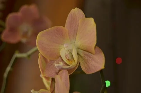 Orchids on the window Stock Photos