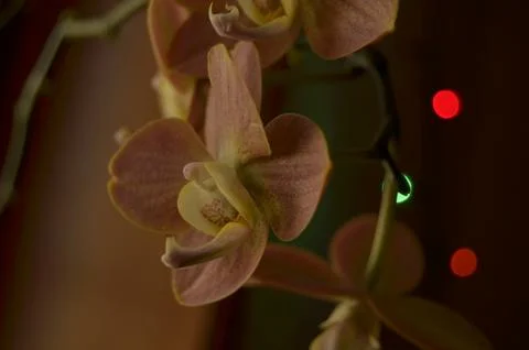 Orchids on the window Stock Photos