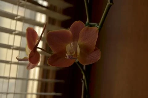 Orchids on the window Stock Photos