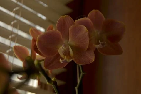 Orchids on the window Stock Photos