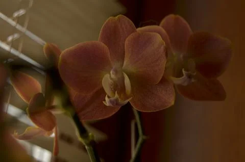 Orchids on the window Stock Photos