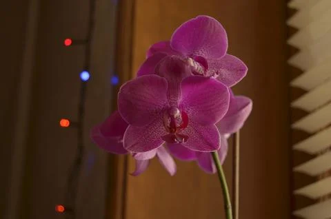 Orchids on the window Stock Photos