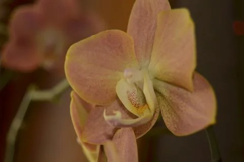 Orchids on the window Stock Photos