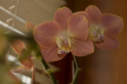 Orchids on the window Stock Photos
