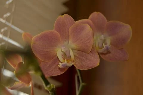 Orchids on the window Stock Photos