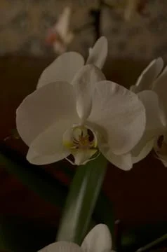 Orchids on the window Stock Photos