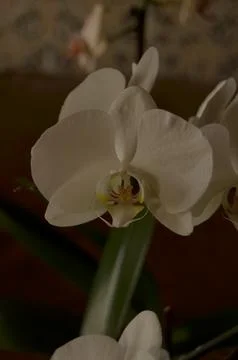 Orchids on the window Foto stock