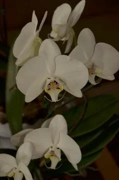 Orchids on the window Foto stock