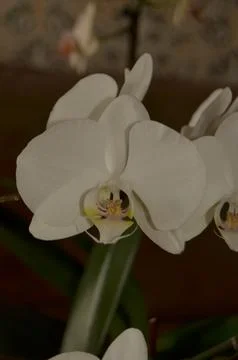 Orchids on the window Stock Photos