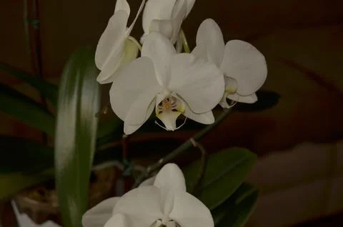 Orchids on the window Stock Photos
