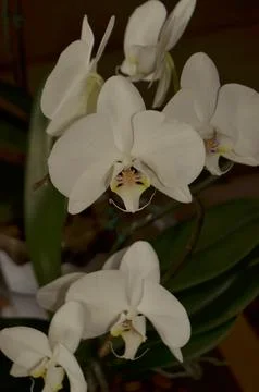 Orchids on the window Stock Photos