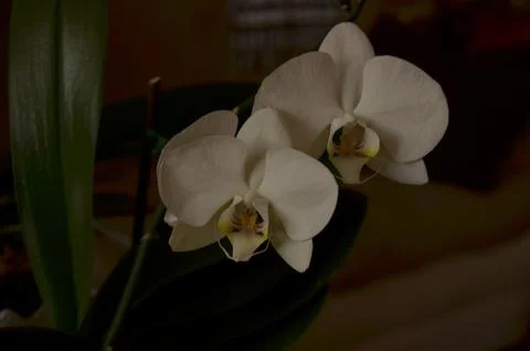 Orchids on the window Stock Photos