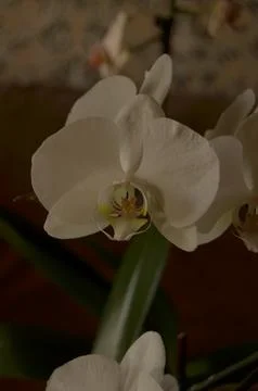 Orchids on the window Stock Photos