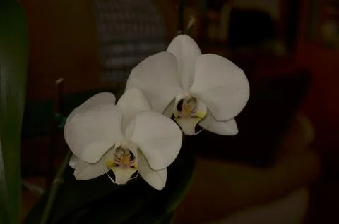 Orchids on the window Stock Photos