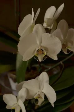 Orchids on the window Stock Photos