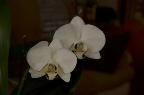 Orchids on the window Stock Photos