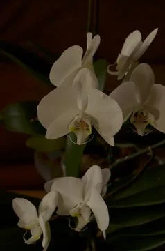 Orchids on the window Foto stock